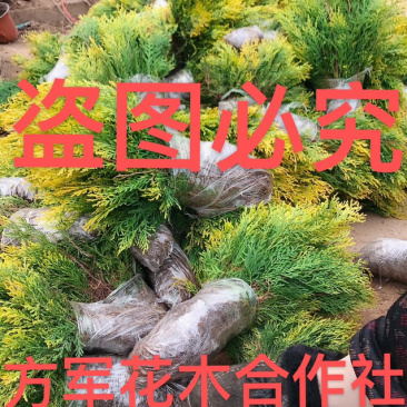 洒金柏苗免费包邮分栽苗基地直销提供发票