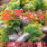 洒金柏苗免费包邮分栽苗基地直销提供发票