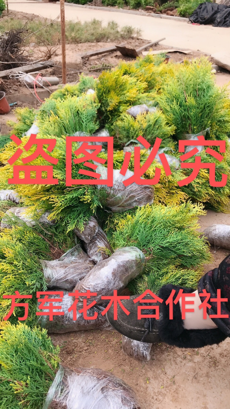 洒金柏苗免费包邮分栽苗基地直销提供发票