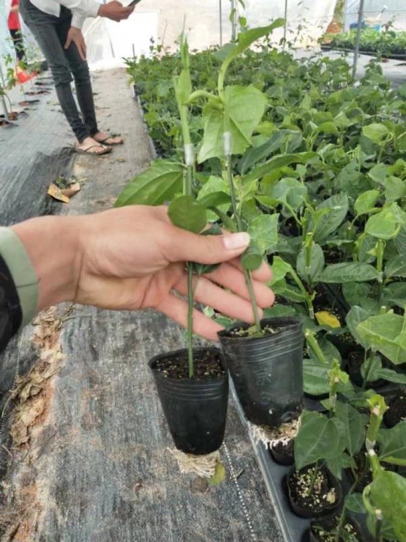 菠萝味木瓜木瓜百香果苗