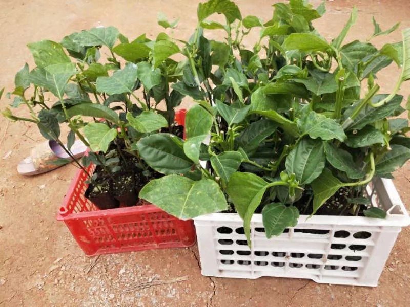 菠萝味木瓜木瓜百香果苗