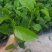 菠萝味木瓜木瓜百香果苗