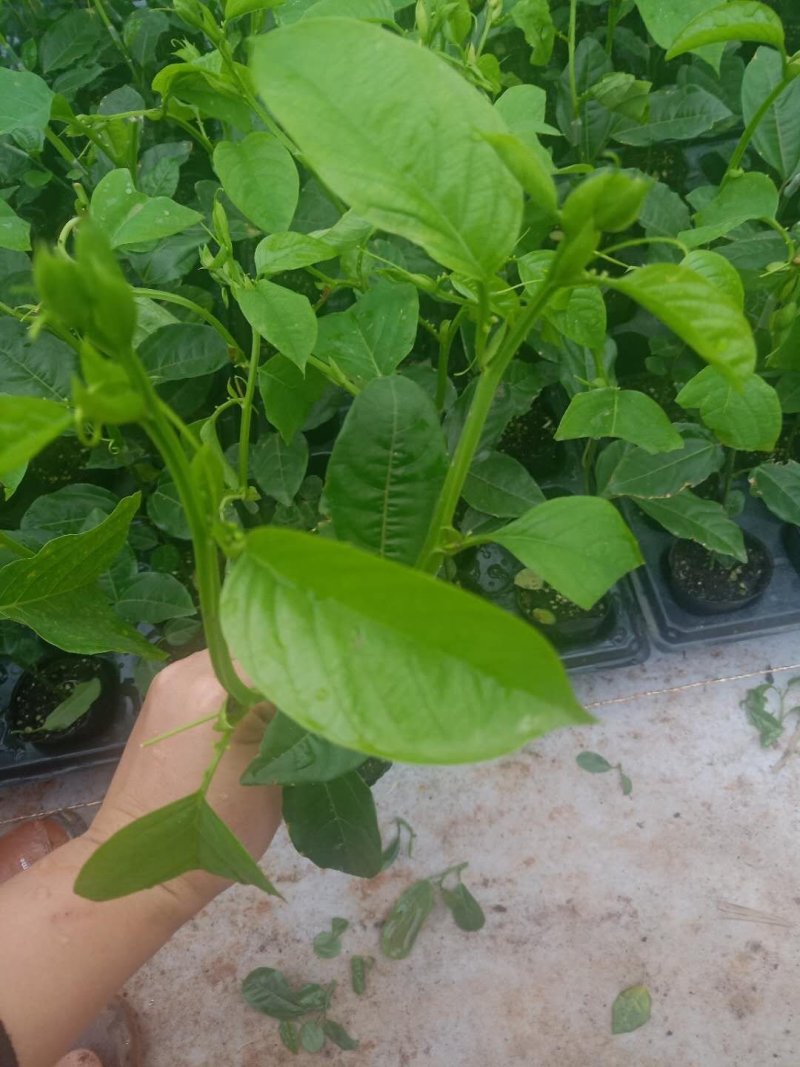 菠萝味木瓜木瓜百香果苗