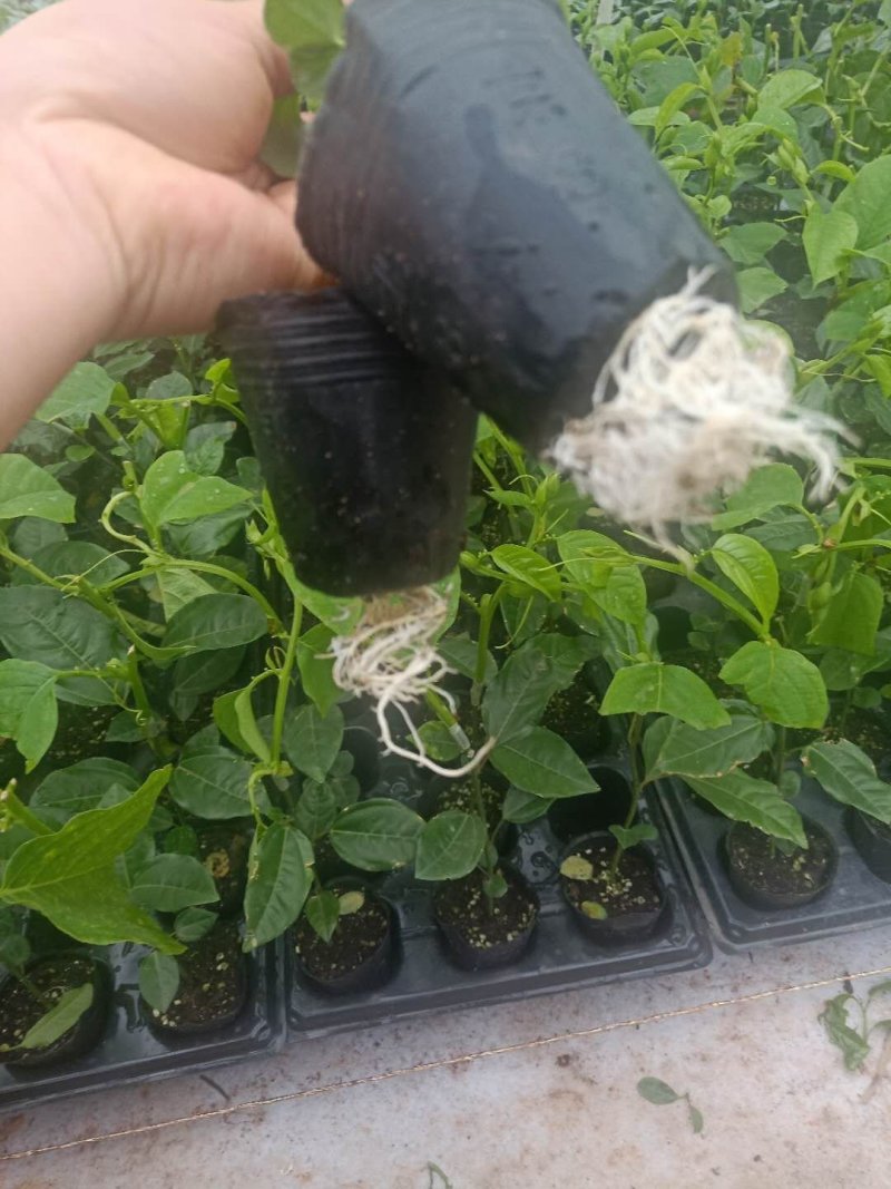 菠萝味木瓜木瓜百香果苗
