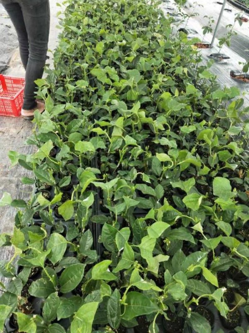 菠萝味木瓜木瓜百香果苗