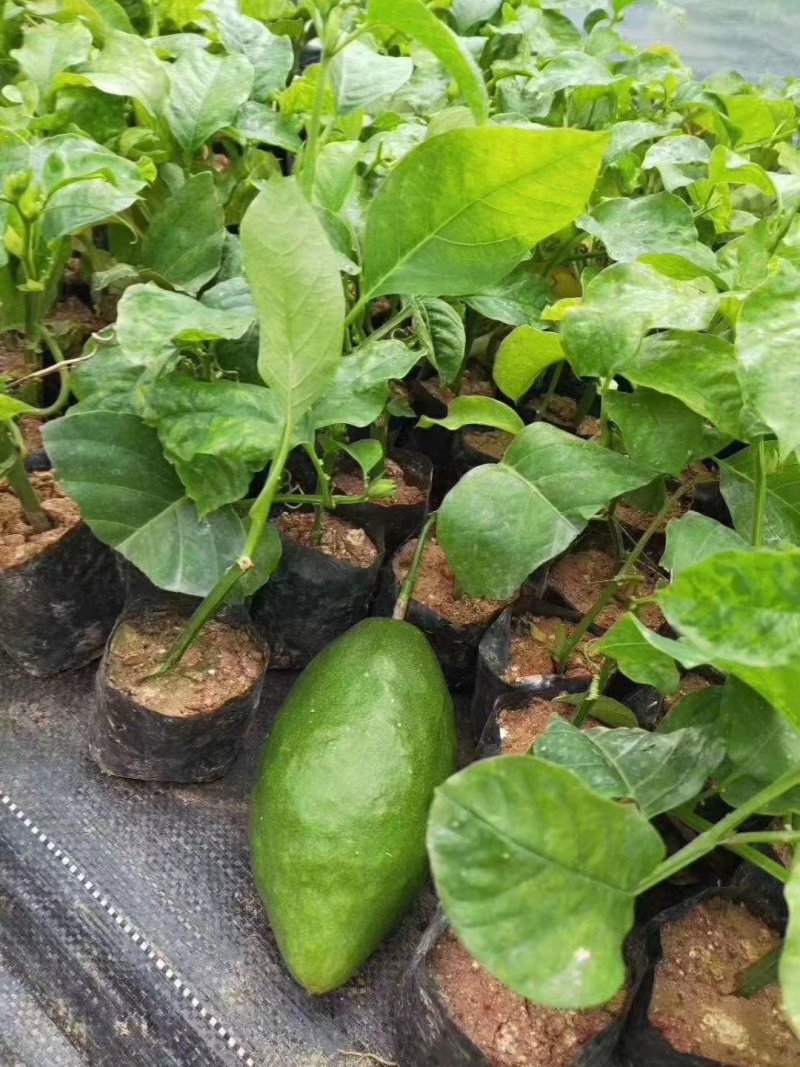 菠萝味木瓜木瓜百香果苗