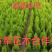 洒金柏苗免费包邮分栽苗基地直销提供发票