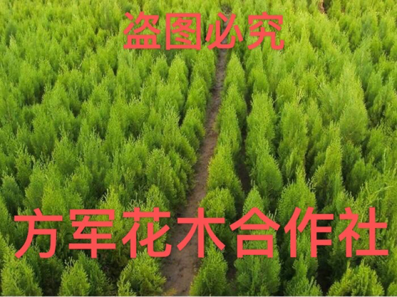 洒金柏苗免费包邮分栽苗基地直销提供发票