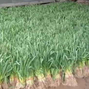 蒜苗，红根蒜苗，山东红根蒜苗