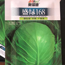 蔬菜种子包心菜种子盛绿168甘蓝种子颜色绿球形漂亮