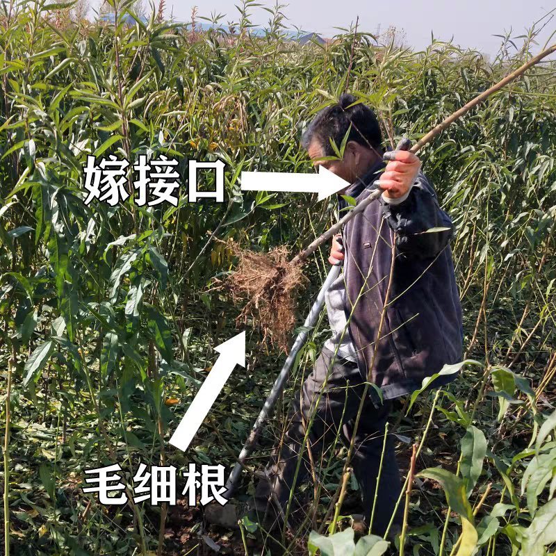 早熟红桃苗五月中旬成熟正宗嫁接苗