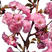 正宗日本樱花重瓣樱花不与假货拼价格提供发票