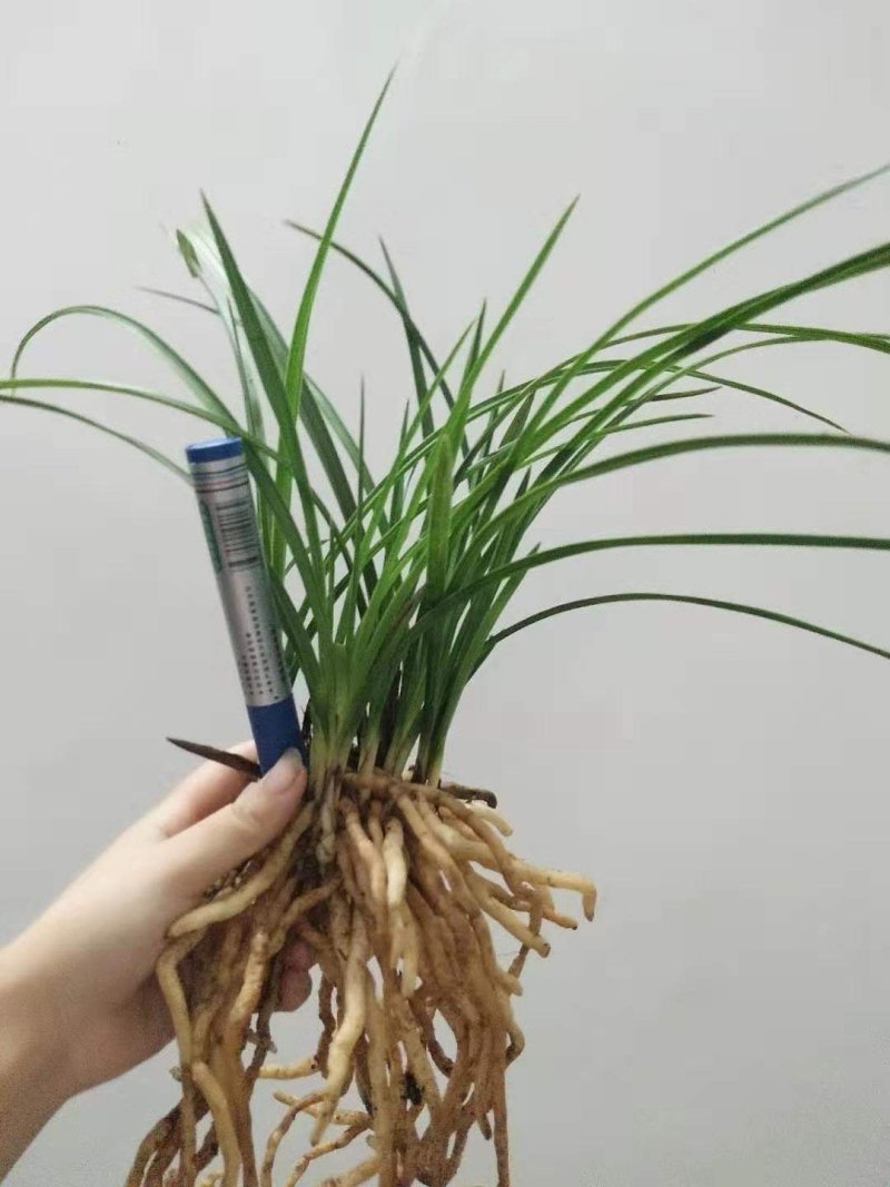 兰花蕙兰春兰盆景2～3年熟草开花浓香批发零售