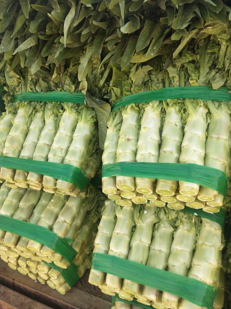 莴苣精品莴苣大棚新菜大量上市！欢迎全国客商老板前来观察