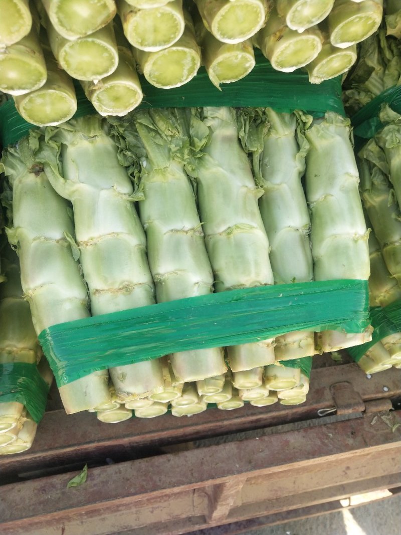莴苣精品莴苣大棚新菜大量上市！欢迎全国客商老板前来观察