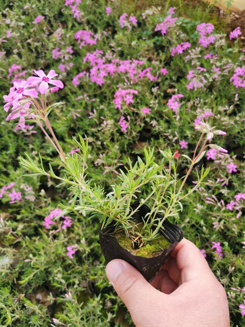 芝樱丛生福禄考产地直发欢迎实地看货