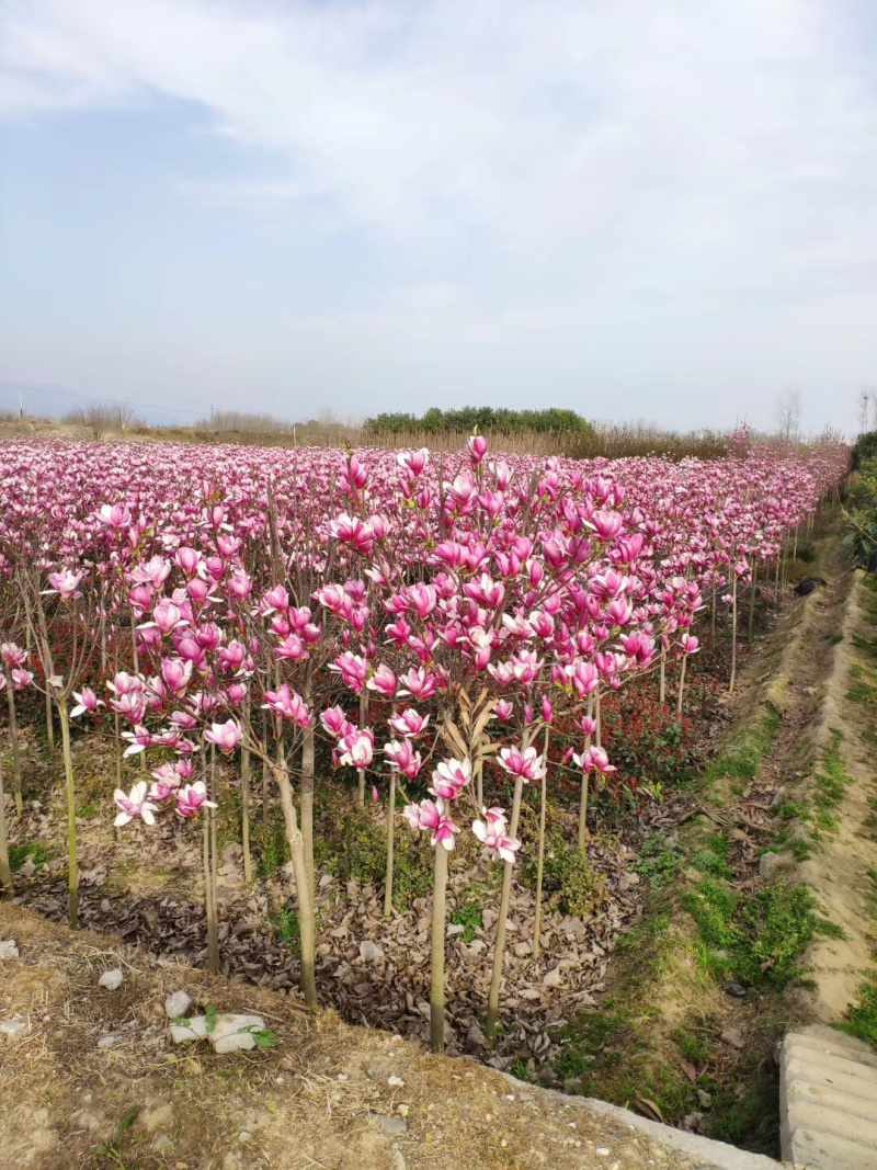 红玉兰，1到10公分，大量出售，基地直供。