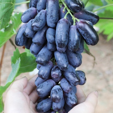 嫁接甜蜜蓝宝石包品种包成活果实甜结果多