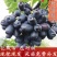 嫁接甜蜜蓝宝石包品种包成活果实甜结果多