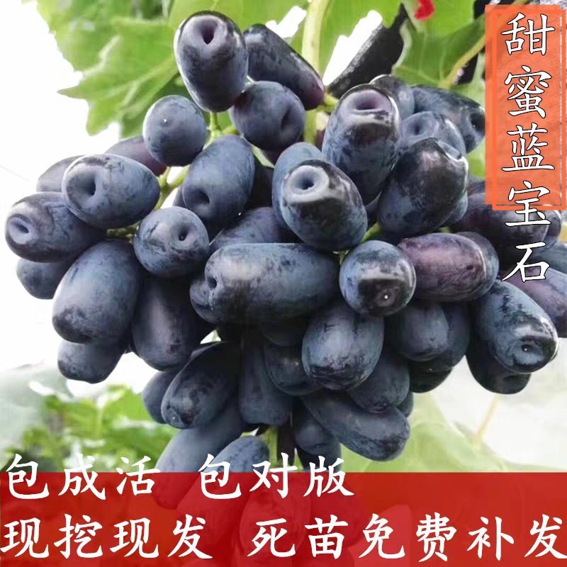 嫁接甜蜜蓝宝石包品种包成活果实甜结果多