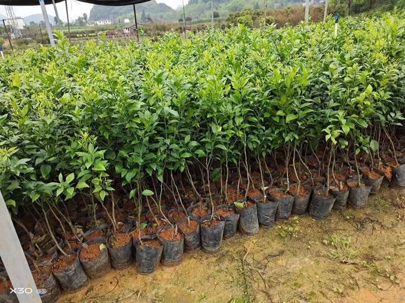 长期大量供应优质沃柑杯苗，地苗，大果金桔苗，无核脆蜜杯苗
