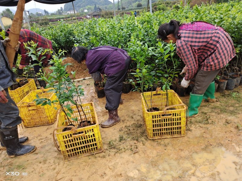 长期大量供应优质沃柑杯苗，地苗，大果金桔苗，无核脆蜜杯苗