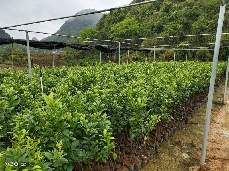 长期大量供应优质沃柑杯苗，地苗，大果金桔苗，无核脆蜜杯苗