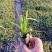 火炬花火把莲宿根花卉草花基地直发欢迎实地看货