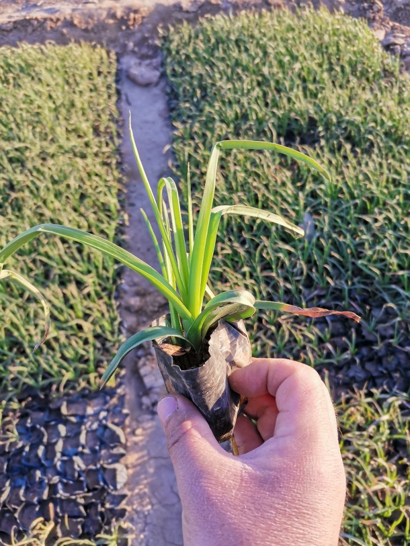 火炬花火把莲宿根花卉草花基地直发欢迎实地看货