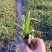 火炬花火把莲宿根花卉草花基地直发欢迎实地看货