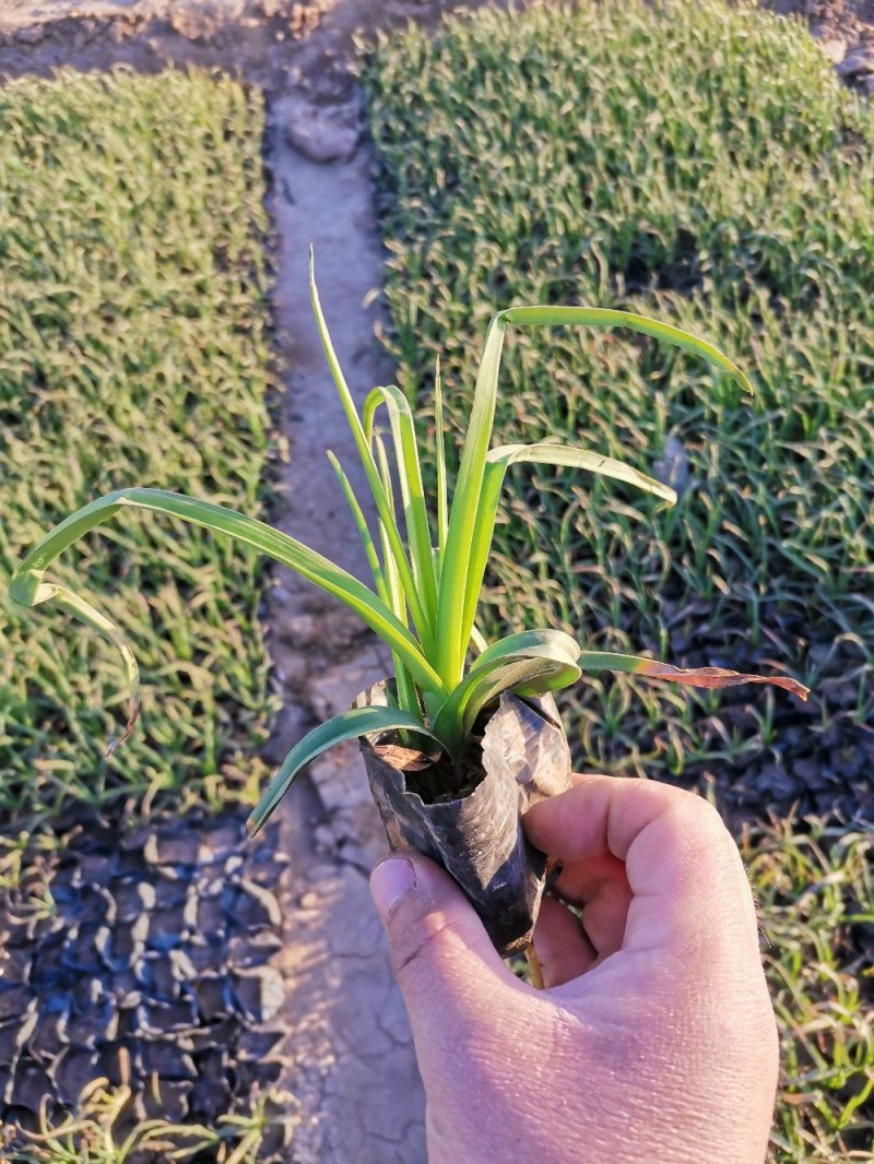 火炬花火把莲宿根花卉草花基地直发欢迎实地看货