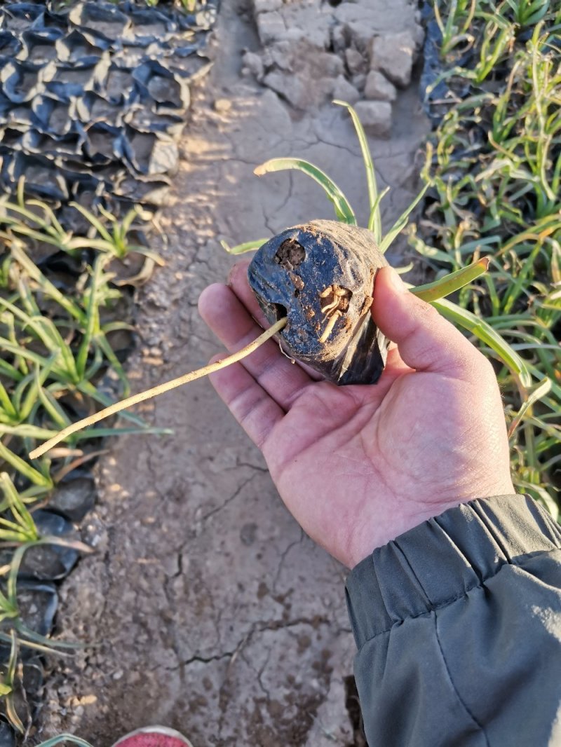 火炬花火把莲宿根花卉草花基地直发欢迎实地看货