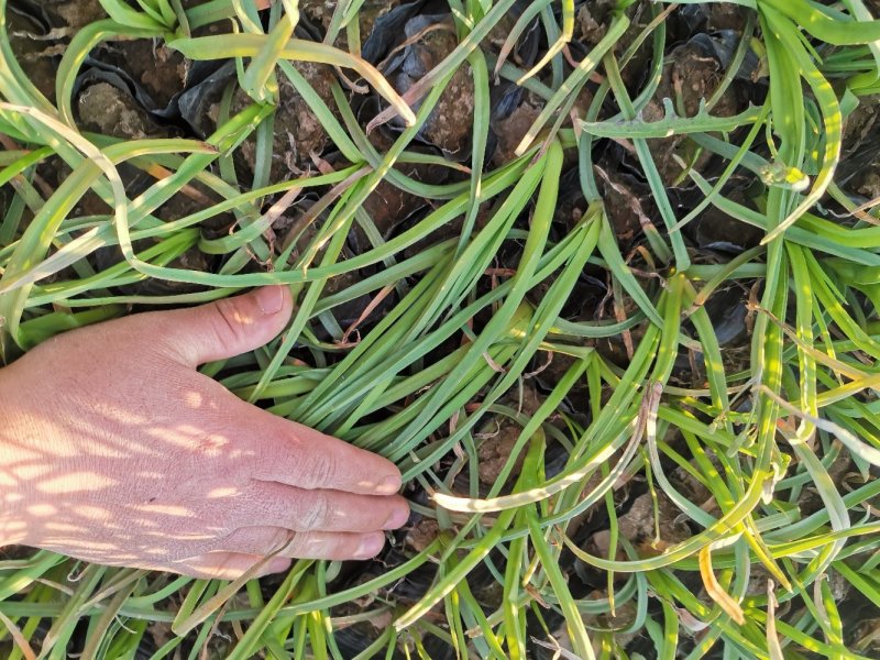 火炬花火把莲宿根花卉草花基地直发欢迎实地看货