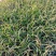 火炬花火把莲宿根花卉草花基地直发欢迎实地看货