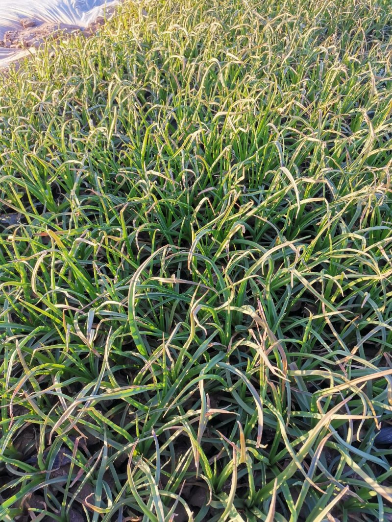 火炬花火把莲宿根花卉草花基地直发欢迎实地看货