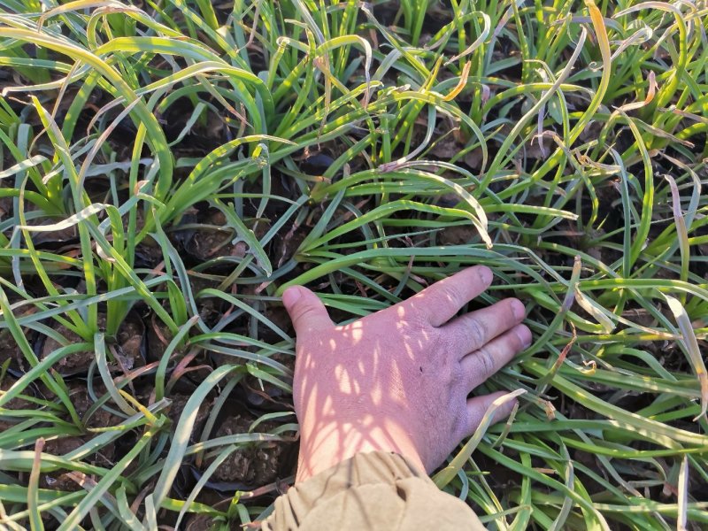 火炬花火把莲宿根花卉草花基地直发欢迎实地看货
