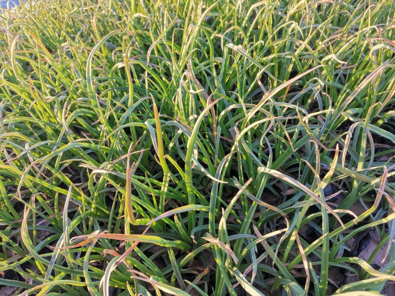 火炬花火把莲宿根花卉草花基地直发欢迎实地看货