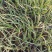 火炬花火把莲宿根花卉草花基地直发欢迎实地看货