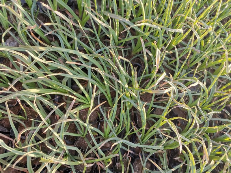 火炬花火把莲宿根花卉草花基地直发欢迎实地看货