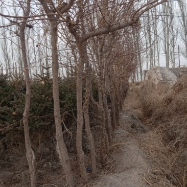 芸杉，杏树