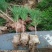 黑松苗黑松苗庭院阳台种植盆栽地栽苗工程绿化苗量大优惠