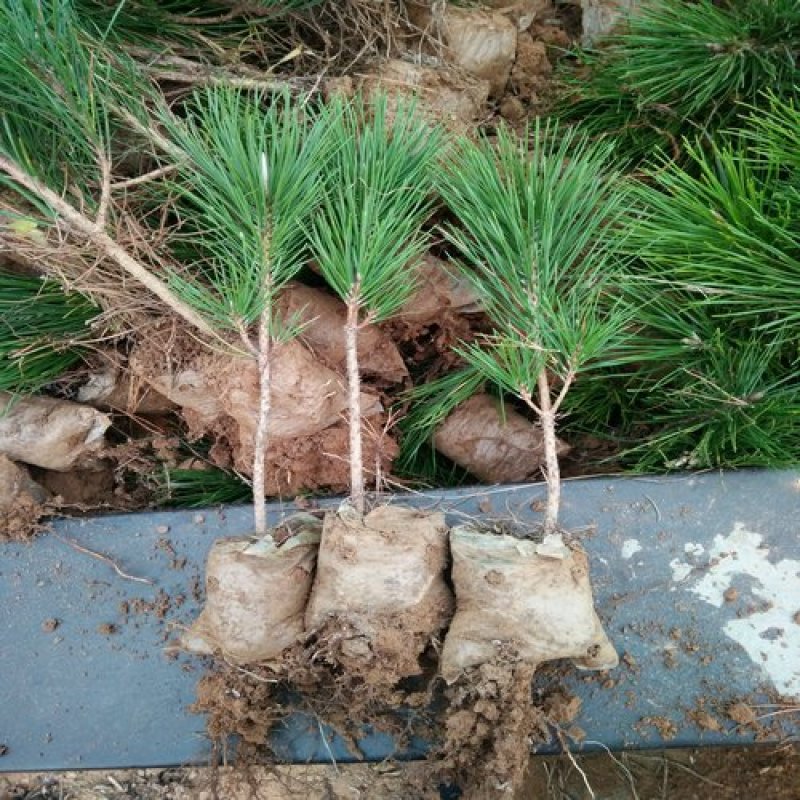 黑松苗黑松苗庭院阳台种植盆栽地栽苗工程绿化苗量大优惠