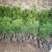 黑松苗黑松苗庭院阳台种植盆栽地栽苗工程绿化苗量大优惠