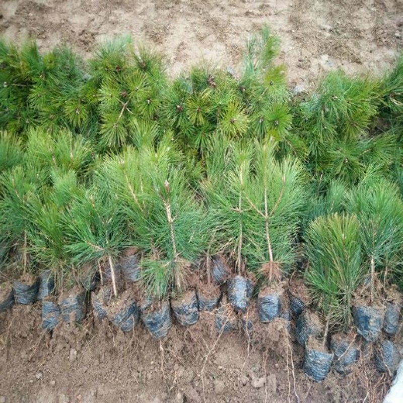 黑松苗黑松苗庭院阳台种植盆栽地栽苗工程绿化苗量大优惠