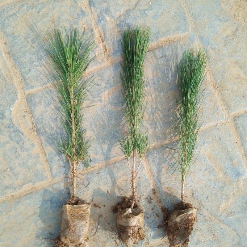 黑松苗黑松苗庭院阳台种植盆栽地栽苗工程绿化苗量大优惠