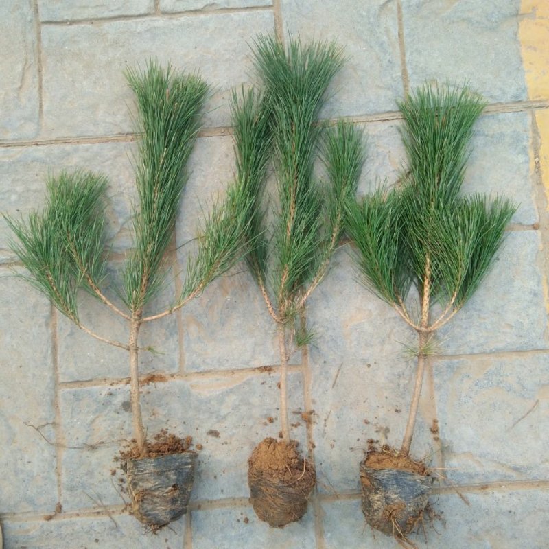 黑松苗黑松苗庭院阳台种植盆栽地栽苗工程绿化苗量大优惠