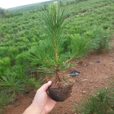 黑松苗黑松苗庭院阳台种植盆栽地栽苗工程绿化苗量大优惠