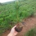 黑松苗黑松苗庭院阳台种植盆栽地栽苗工程绿化苗量大优惠