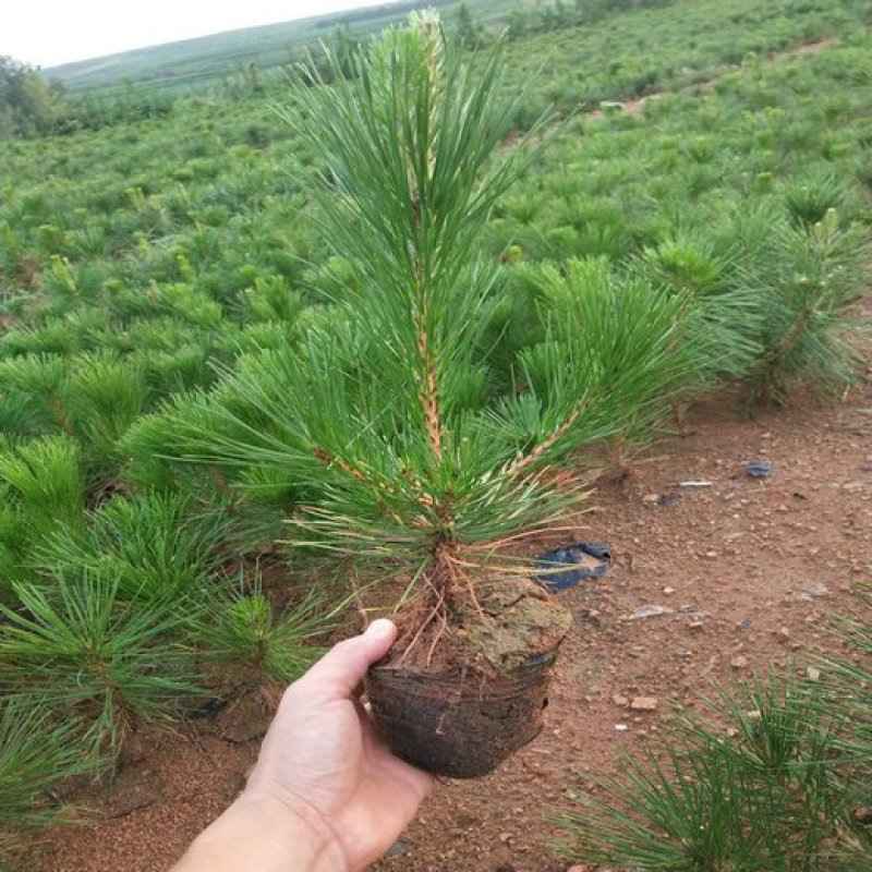 黑松苗黑松苗庭院阳台种植盆栽地栽苗工程绿化苗量大优惠