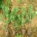 黑松苗黑松苗庭院阳台种植盆栽地栽苗工程绿化苗量大优惠